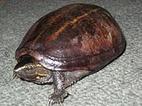   Kinosthernon baurii  