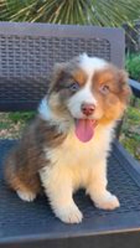  chiots berger australien disponibles 