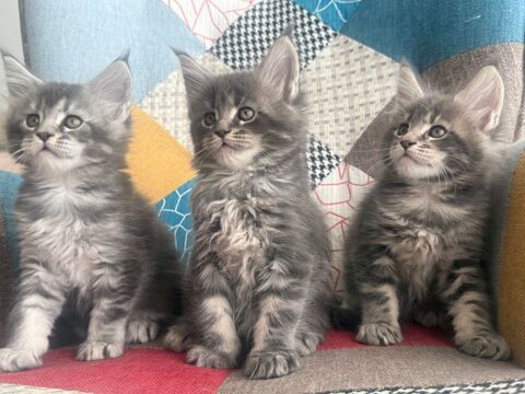 Chatons Maine Coon LOOF - Grand gabarit - Pr&ecirc;ts &agrave;   reserv&eacute; 1500 78260 Achères