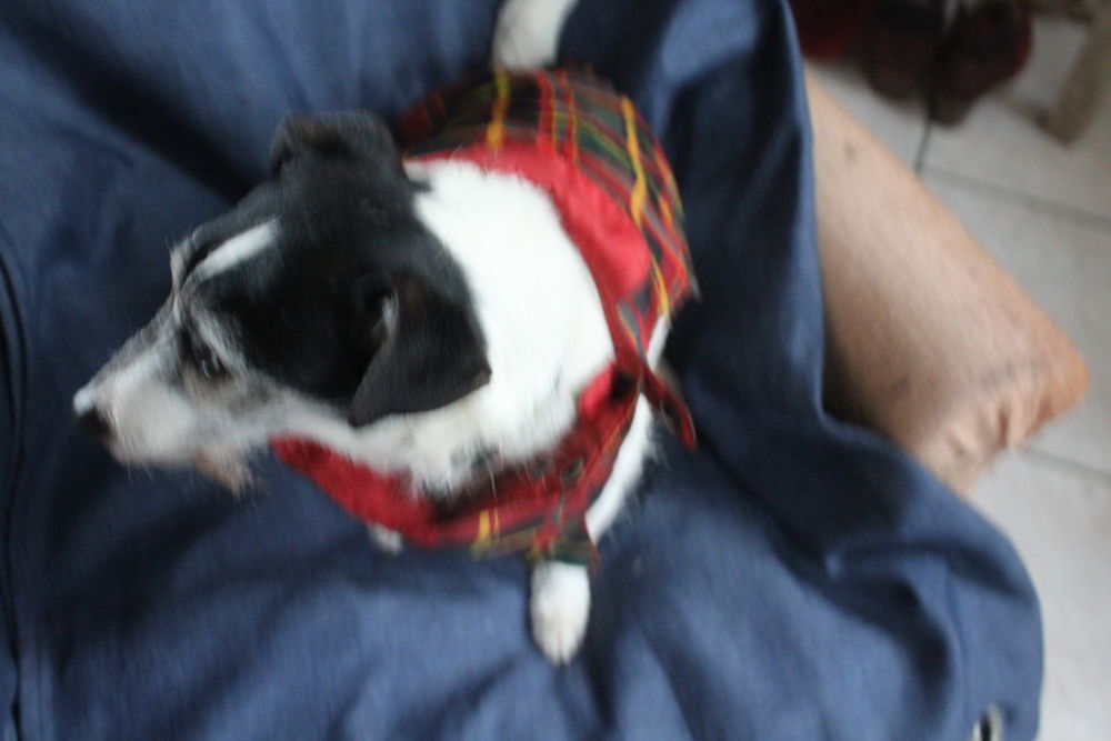 MANTEAU POUR PETIT CHIEN/ Vêtements