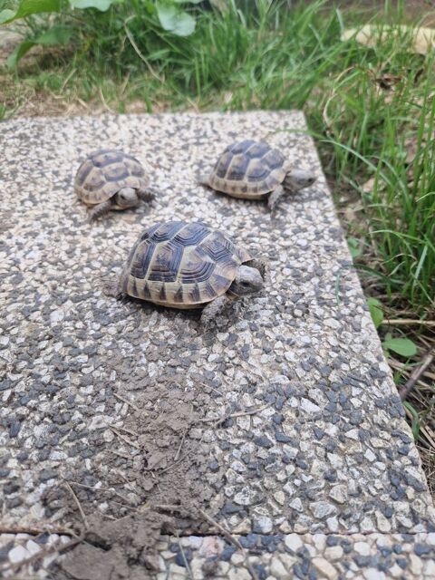 Tortue de terre 130 21130 Auxonne