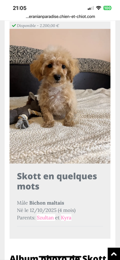 Maltipoo (Croisement entre une bichon maltaise et 1 caniche  700 91000 �vry