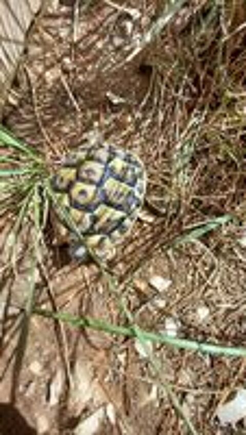   tortues de terre à céder 
