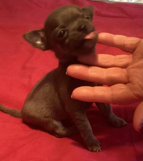 femelle chihuahua de pure race 1200 75013 Paris