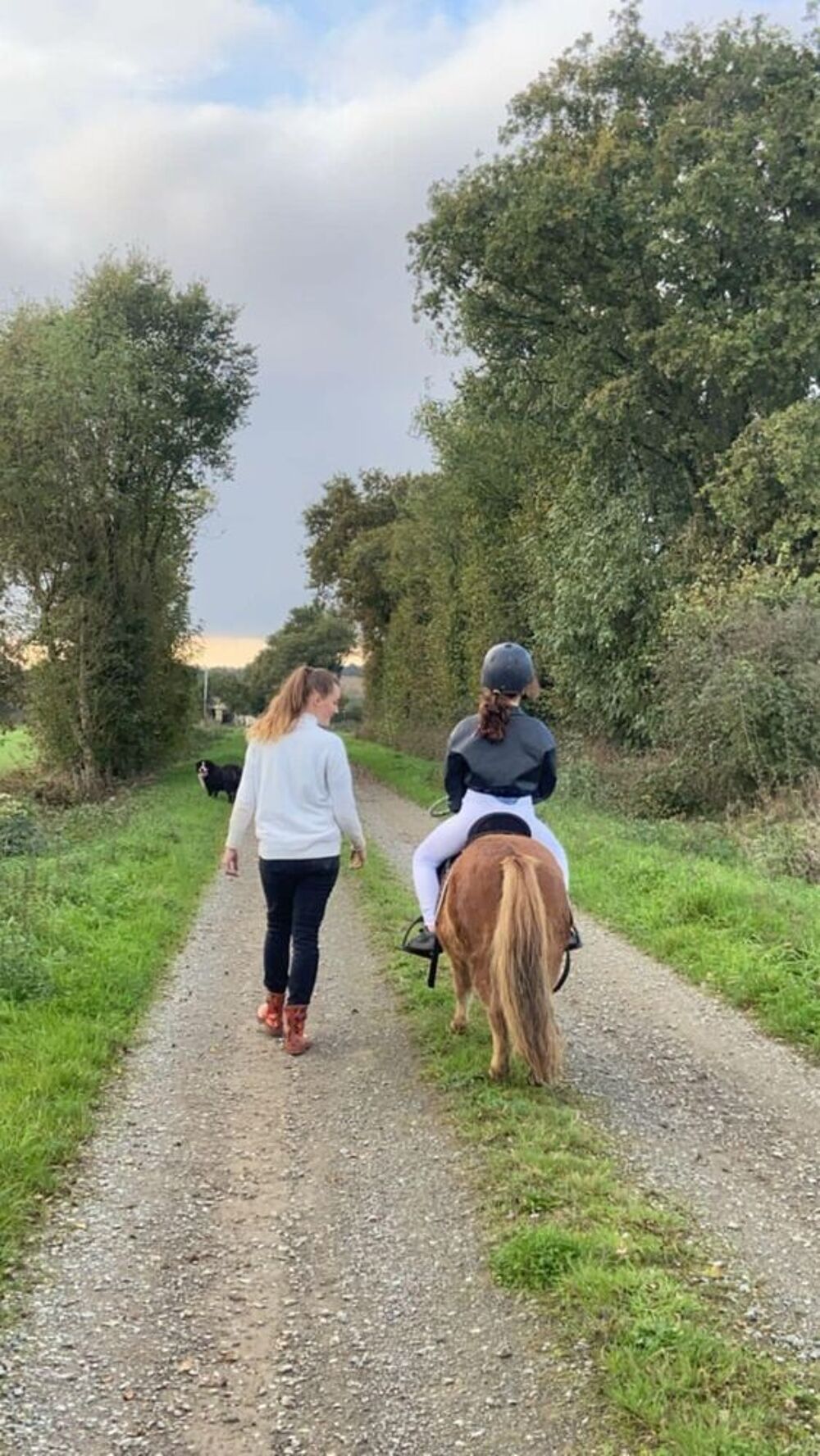   Poney Shetland 