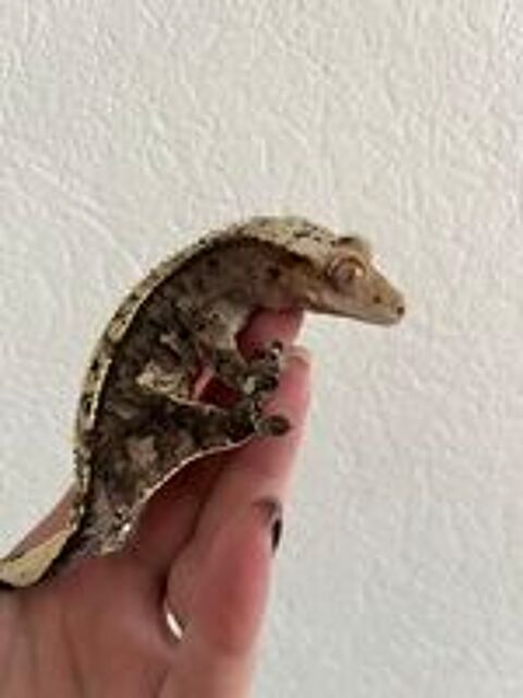   gecko  crte  