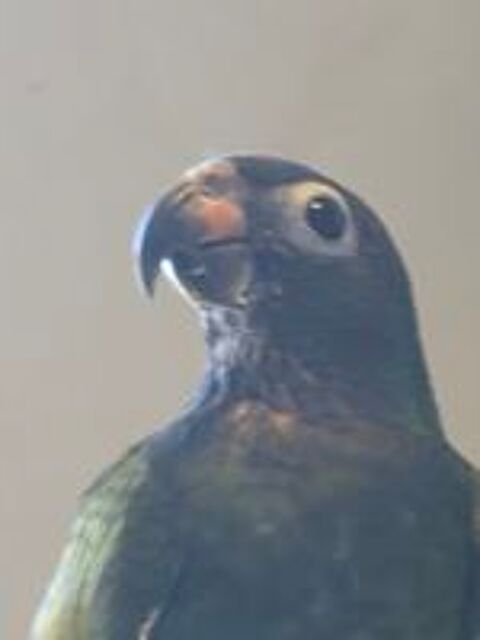   Pionus à tëte bleue 