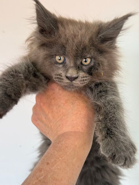 Maine coon 59480 La basse