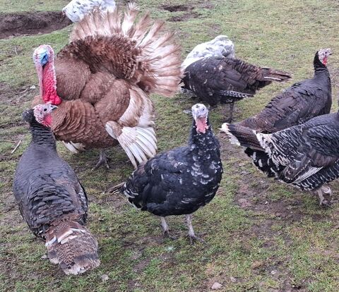 Dindes noires 2025 et dindon rouge des Ardennes 2024 50 42820 Ambierle