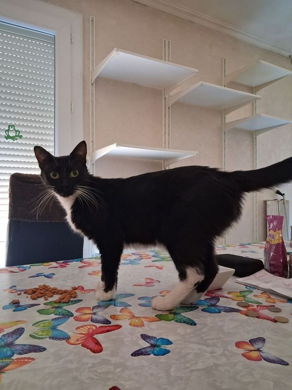   Gentille petite chatte Milla 