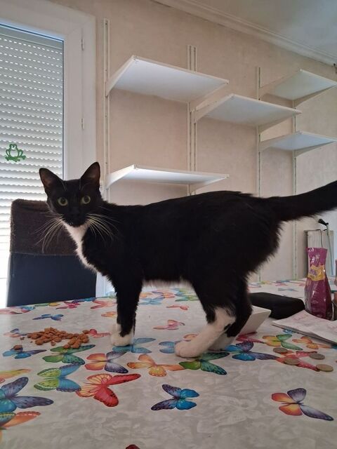 Gentille petite chatte Milla 0 34500 Béziers