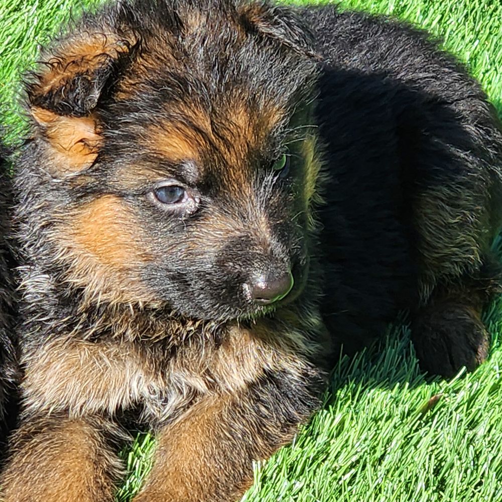   Chiots Berger Allemand LOF poils courts 