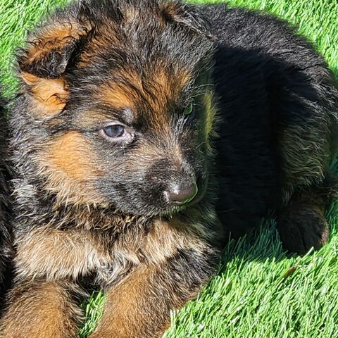Chiots Berger Allemand LOF poils courts 1200 51370 Ormes