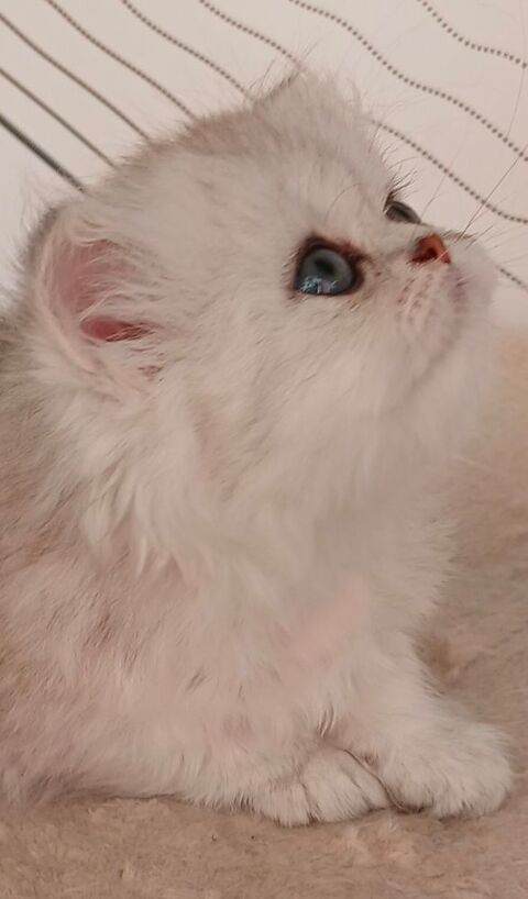 Magnifique chaton femelle persan chinchilla 
950 92600 Asnières-sur-seine