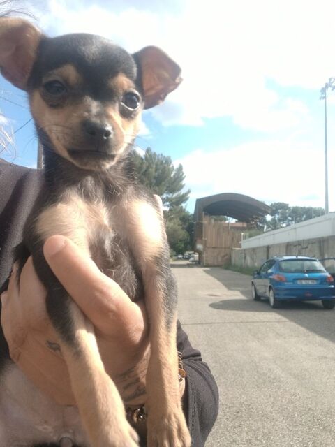 Chiwawa  0 13120 Biver