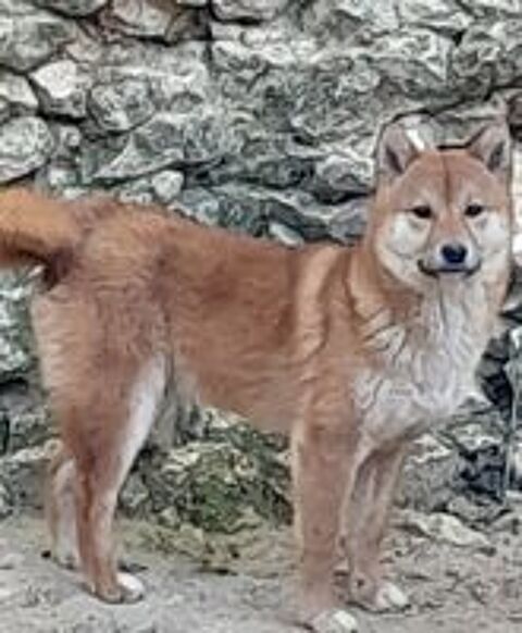   Shiba inu  