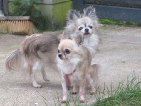 Chloé et Louna cherchent leur famille  350 51210 Boissy-le-repos