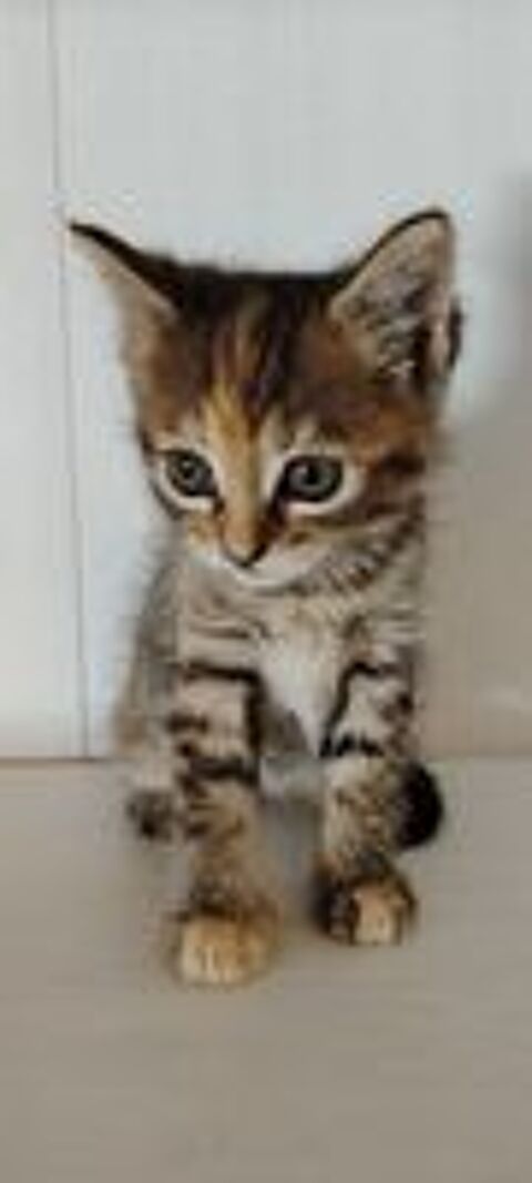   CHATON ANGORA x Bengal  