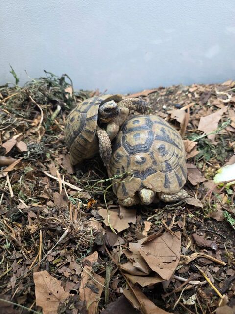 Couple tortue 350 69008 Lyon