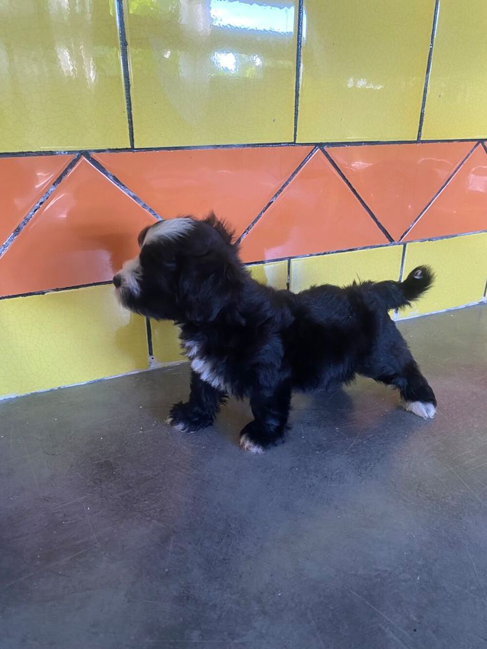   ? Adorable petit chiot mâle qui mérite une famille aimante 