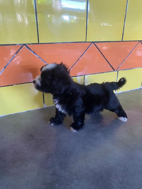 ? Adorable petit chiot m&acirc;le qui m&eacute;rite une famille aimante 0 97120 Saint-claude