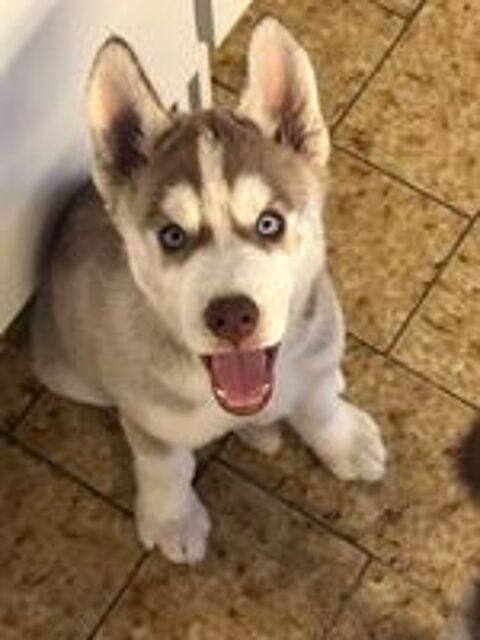   Chiots type Husky de Sibérie  
