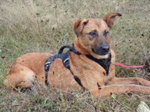   Asahi à l'adoption 