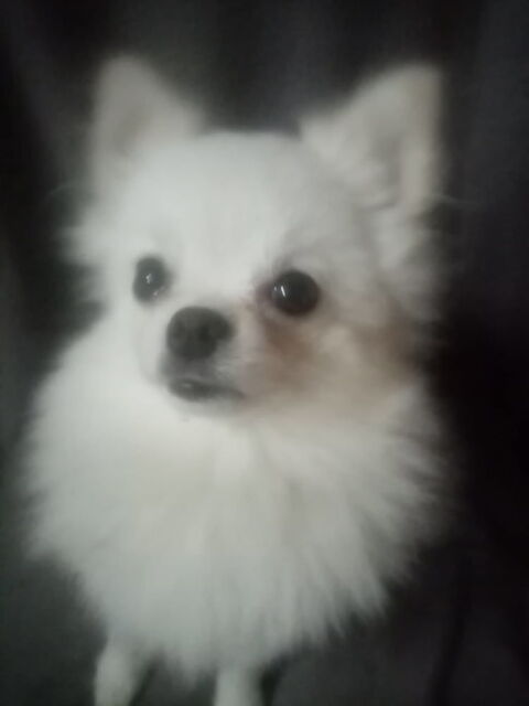 Spitz nain 2 ans femelle 1360 66000 Perpignan