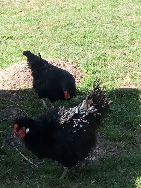 Poules noir 12 25500 Les fins