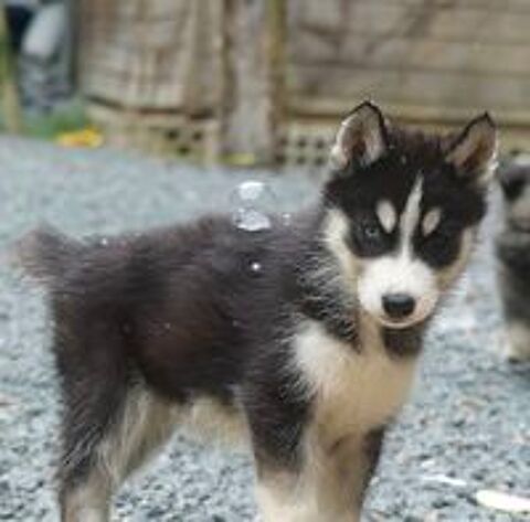   Chiots Husky sibrien  