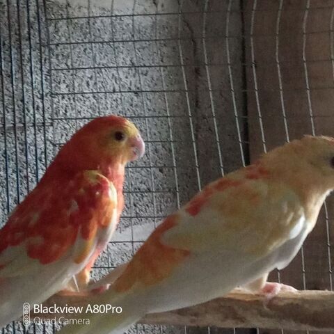 Couple de CROUPIONS mutation ORANGE Rubino 0 85140 Les essarts