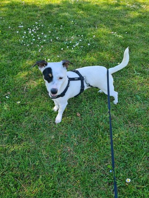 DONNE CHIENNE A PARTICULIER AVEC JARDIN 0 38140 Rives
