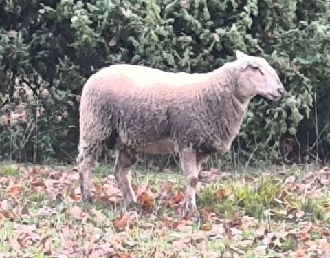 POUR LA REPRODUCTION AGNEAU M&Acirc;LE 9 MOIS 160 47300 Villeneuve-sur-lot