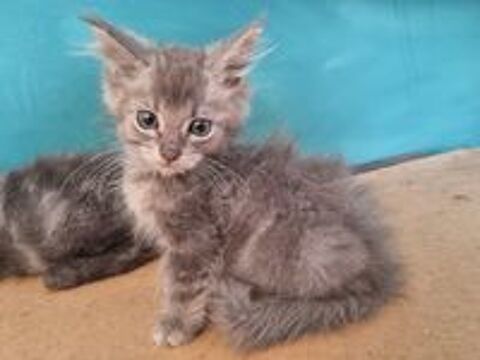   Maine coon loof polydactyle 