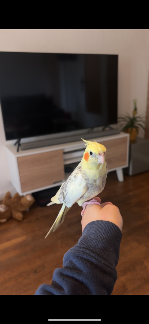 Perruche calopsitte + grande cage 400 69270 Fontaines-sur-sane