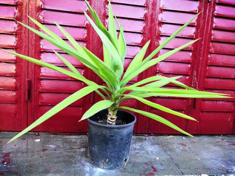 Plant de Yucca lphantipes patte d'lphant 40 cm  15 La Seyne-sur-Mer (83)