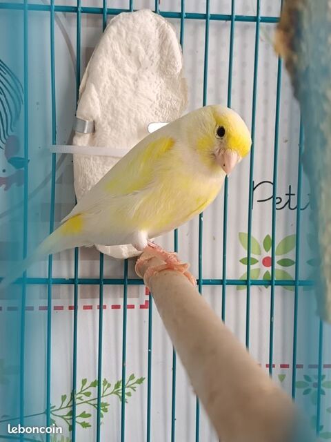 Canaris m&acirc;les 20 68600 Neuf-brisach