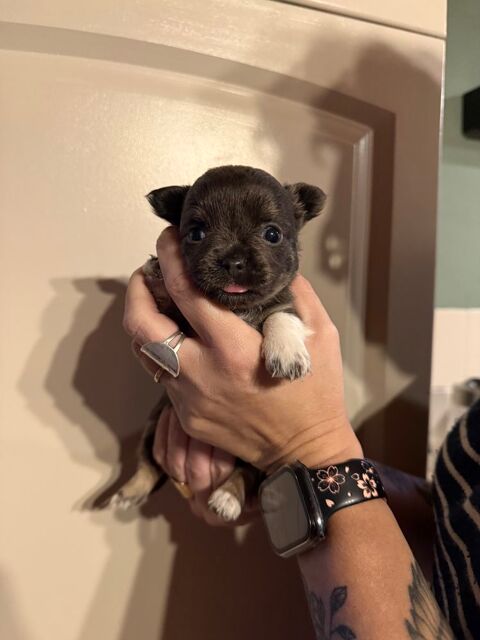 chihuahua mini femelle  950 31290 Villefranche-de-lauragais