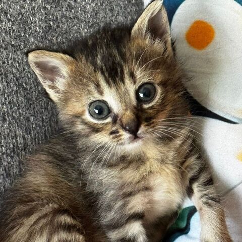 CHOUPIE, jolie minette &agrave; l'adoption  1 30760 Saint-julien-de-peyrolas
