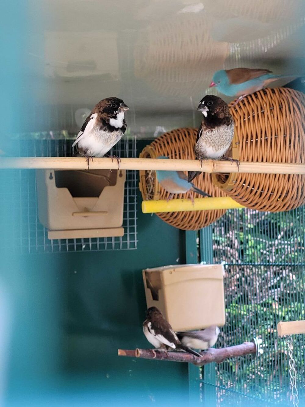 oiseaux Moineaux du Japon Jardin
