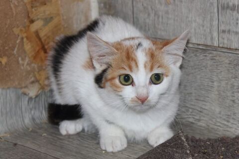 Opale, chatte &agrave; adopter 160 18210 Bessais-le-fromental