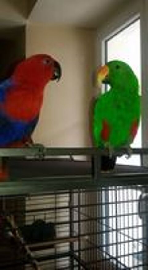   couples d'Eclectus mâle et femelle de 14 et 13 ans. 