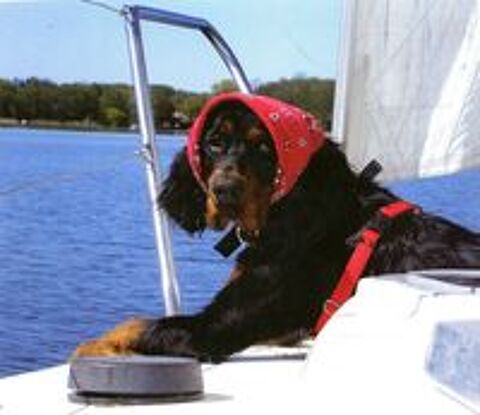   chiots setter gordon 