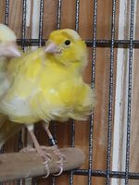   3 canaris fiorino 