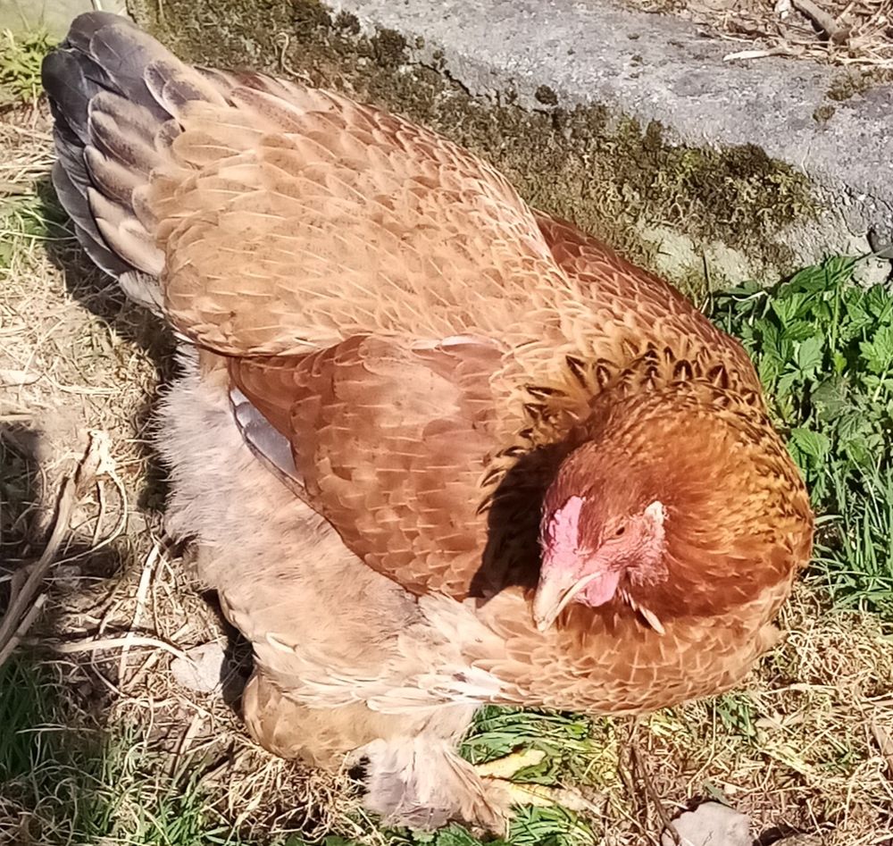   Oeufs fconds de poules d'ornements

