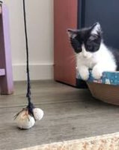   Chat PANDORA à l adoption 