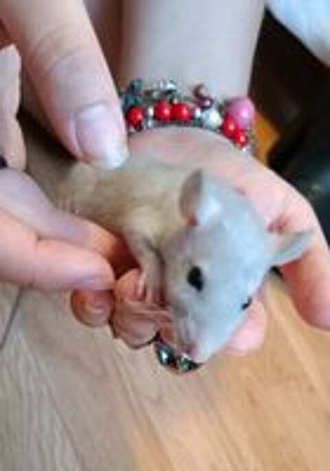   Bébés rats mâles  