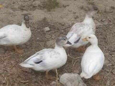   Canard mignon 