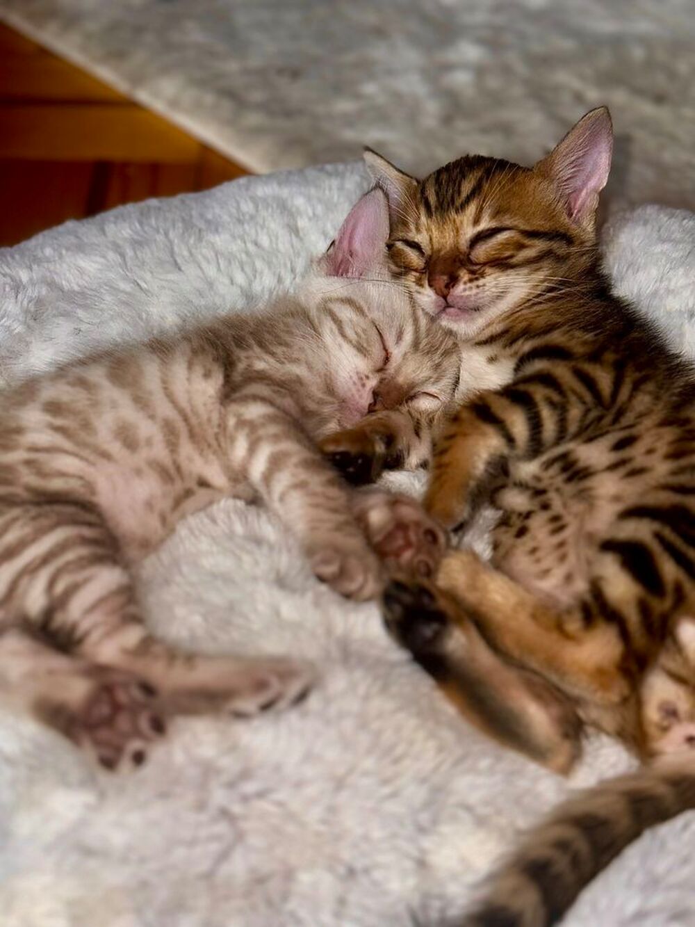   Chatons Bengal Snow & Brown LIVRAISON POSSIBLE 