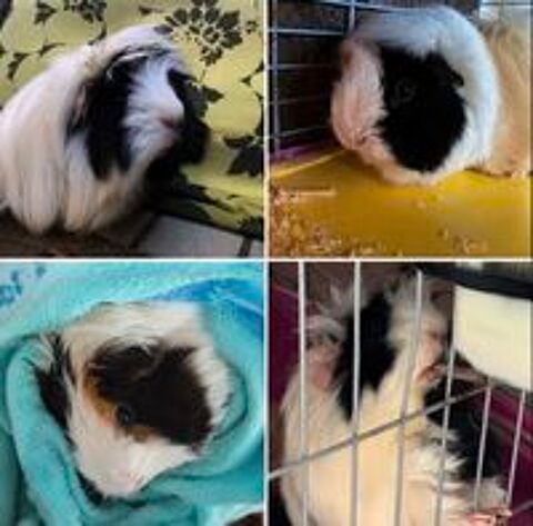   Cherche en une famille pour mes deux cochons d'Inde 